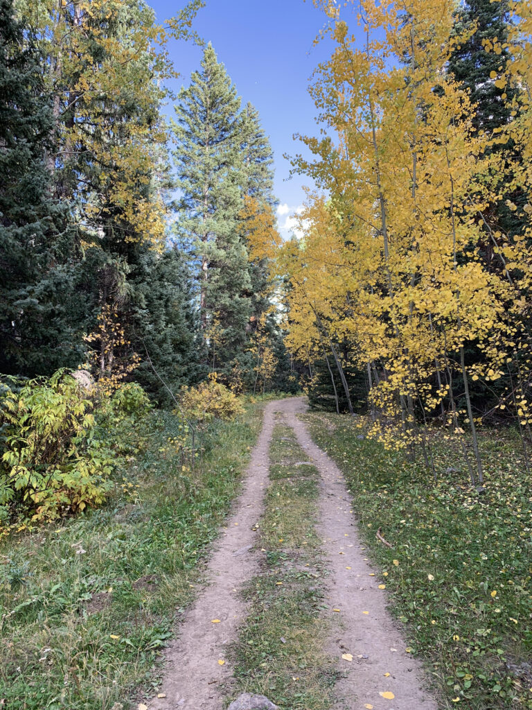 a path through aspen trees